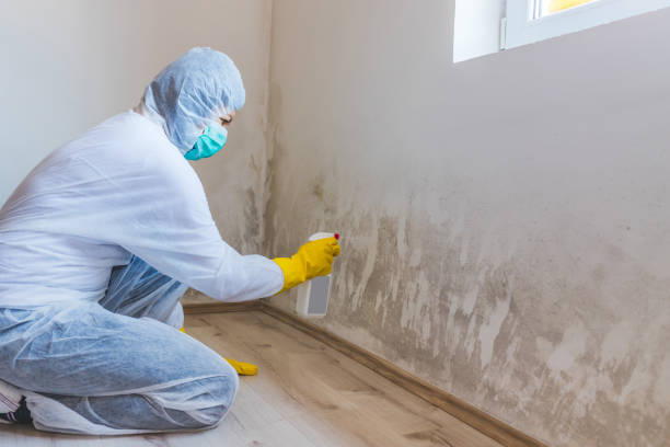 Licensed Mold Remediation service in Bear Creek, NC - WQB Mold Removal